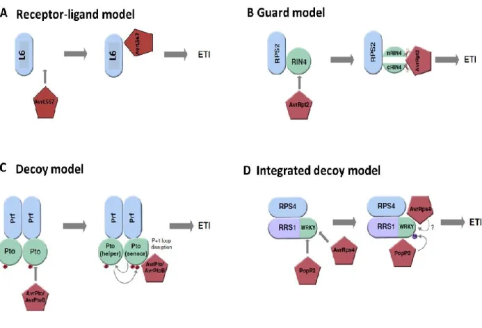 Figure 12. Examples of the different recognition model. (A) L6 directly interacts with AvrL567  to activate resistance
