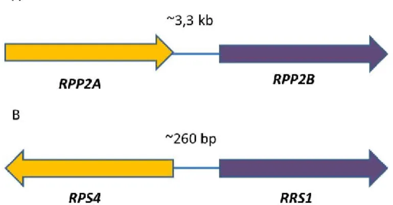 Figure  14.  Examples  of  NLRs  genetically  linked.  (A)  Arabidopsis  TNL  pair  in  tail-to-head  orientation