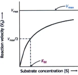 Figure 17.  Michaelis-Menten  kinetics;  reaction  rate plotted  against  substrate  concentration (Berg,  2002).