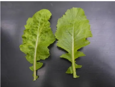 Figure 2. Symptômes du TuMV sur navet (Brassica rapa). La feuille de gauche est infectée par le TuMV