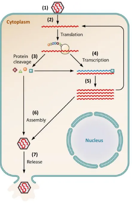 Figure 4. Représentation schématique des différentes étapes du cycle d’infection d’une cellule végétale par  un virus à ARN positif (adapté de Li et al., 2013)