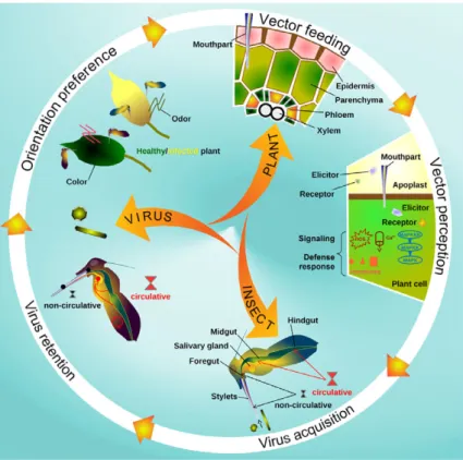 Fig. 1 The transmission cycle. Virus-free insect vectors are more attracted to infected plants than to healthy ones