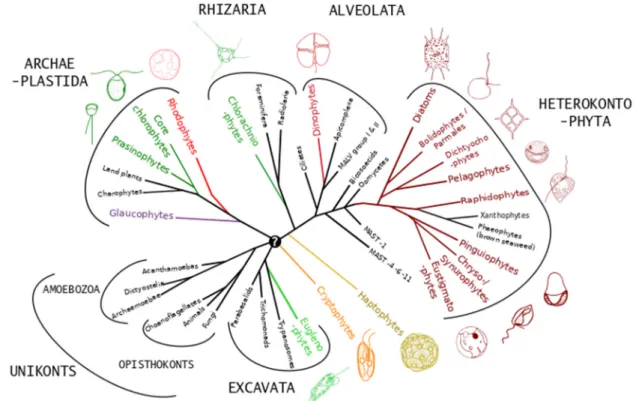 Figure 2. Schematic phylogenetic tree representing the distribution of microalgae (colored lineages  with representative images) across major eukaryote supergroups