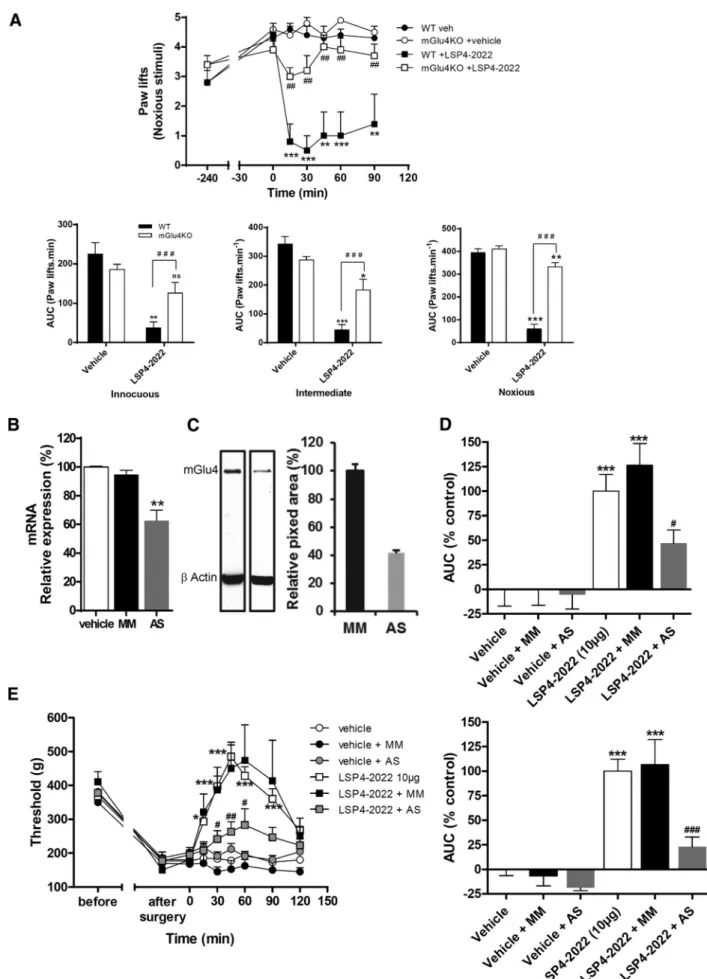 Figure 10. Antihyperalgesia induced by pharmacological activation of spinal mGlu4 is markedly reduced in mGlu4KO mice and rats treated by selective mGlu4 AS oligonucleotides