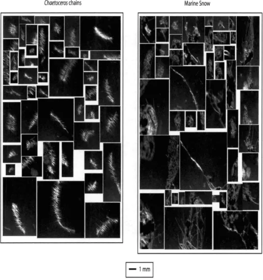 Figure  1-3:  Example  VPR  images of  Chaetoceros  chains and marine snow.  Fifty randomly  selected samples are shown here