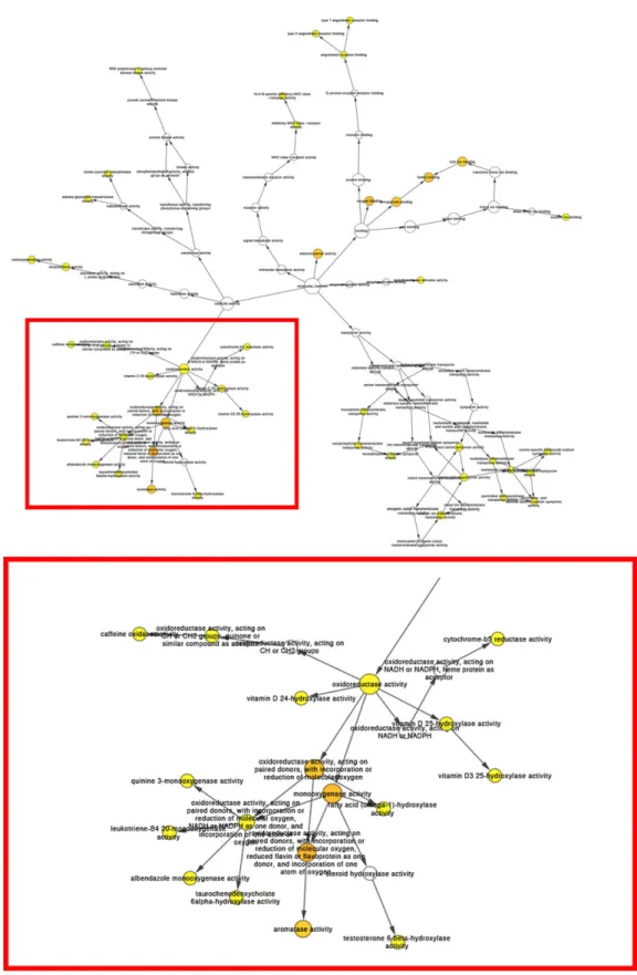 Figure 3: Biological processes enriched by genes identified by predictive models of logarithmically transformed tacrolimus blood concentration per dose at each follow-up time after transplantation