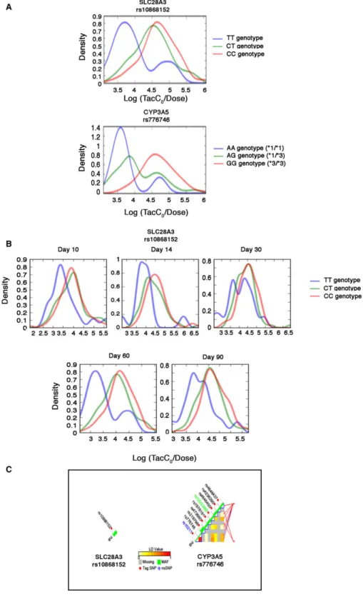 Figure 5: The rs10868152 gene variant of SLC28A3 affects tacrolimus dose requirement. (A) Distribution of the log (Tac C 0 /dose) values according to the three genotypes of SLC28A3 and CYP3A5 (serving as a control) at day 60 after transplantation