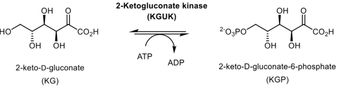 Figure 1. Reaction catalyzed by 2-ketogluconate kinase (KGUK). 