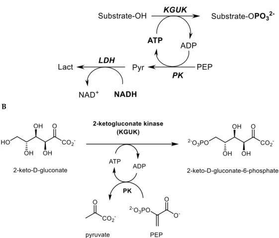 Figure  7.  Phosphorylation  reactions:  analytical  (assay)  and  practical  (synthesis)  scale