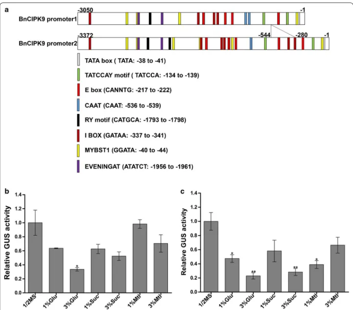 Fig. 4  Promoter and expression pattern of BnCIPk9 in seedlings, in the presence and absence of sugars