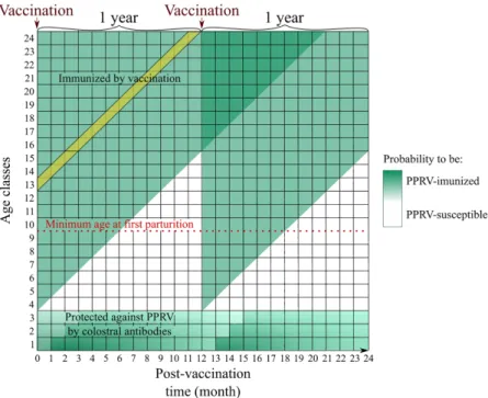 Fig 3. Theoretical population immunity rate dynamics over two years with annual vaccination campaigns, illustration adapted from Hammami et al., 2016 [18]