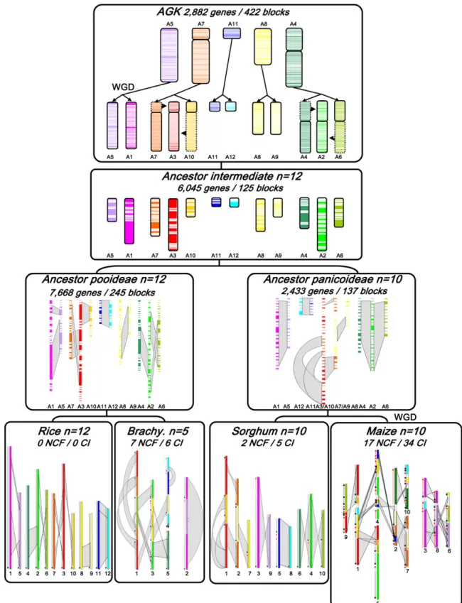 Figure 1. Ancestral grass karyotype reconstruction. The monocot (rice, Brachypodium, sorghum, maize) chromosomes are represented with color codes to illustrate the evolution of segments from a common ancestor with five protochromosomes (named according to 