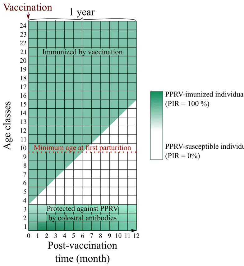 Fig 2. Theoretical immunity dynamics by age class (for a given sex) over 12 months after a vaccination campaign
