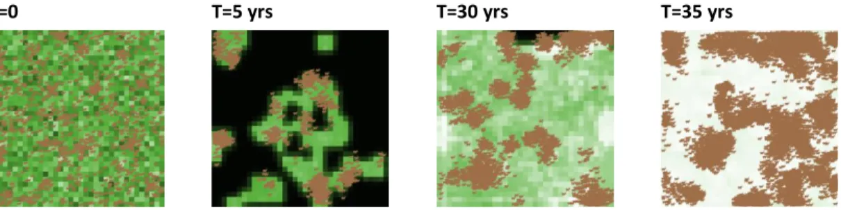 Figure 1 . Example of a simulated 1,225ha landscape over 30 years. T=0, randomly generated rangeland  with 1.12 heads/ha free-grazing cattle; T= 5 yrs, closing landscape, 0.76 heads/ha; T=30 yrs re-opening 