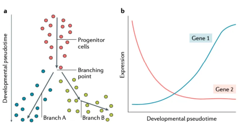 Figure  8.  Modeling  continuous  cellular  states.  Using  pseudotime  or  trajectory  analysis helps with modeling of the continuous cell states