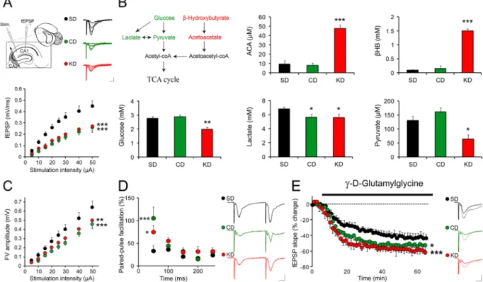 Figure 2.  CD treatment reduces excitatory synaptic transmission. (A) Hippocampal slices prepared from  mice fed with KD or CD displayed reduced basal synaptic transmission compared to control SD fed animals  (SD controls, n = 14; CD, n = 7; KD, n = 6; p &
