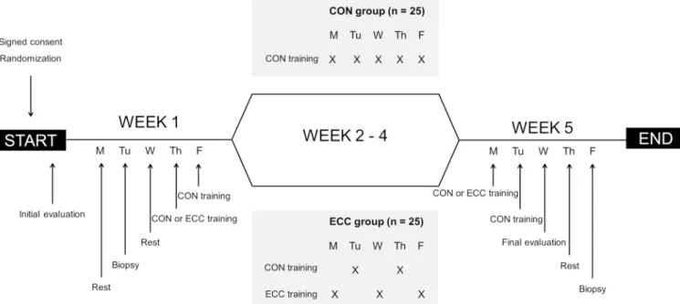 Figure 1  Study design of the 5-week rehabilitation programme. CON, concentric; ECC, eccentric; M, Monday; Tu, Tuesday; W,  Wednesday; Th, Thursday; F, Friday.