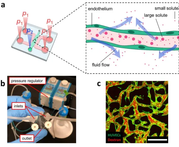 Figure 1. (a) Schematic diagram and (b) photograph of microfluidic device setup with applied 