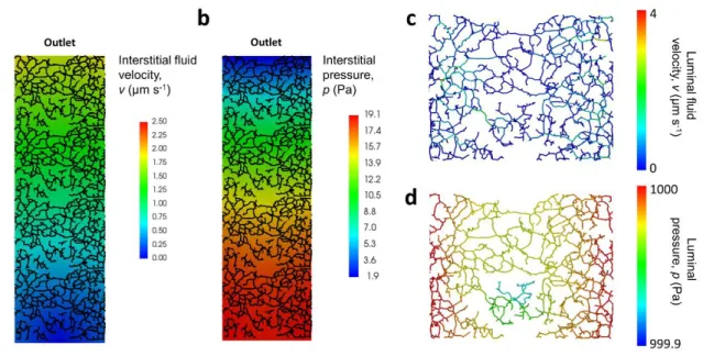 Figure  S2.  Computational  simulation  of  (a)  interstitial  fluid  velocity  (v)  and  (b)  interstitial 