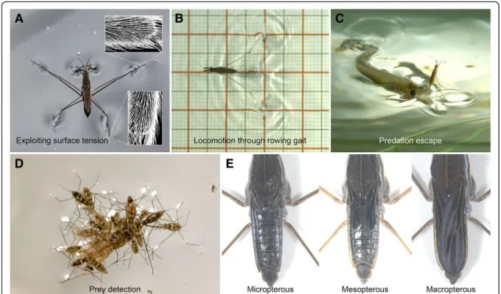 Fig. 1 Aspects of the biology of water striders. a Adult Gerris sp on water and zoom in on the bristles allowing this adaptation using Scanning Electron Microscopy (insets)
