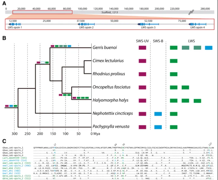 Figure S5B), but the expansions here are primarily the result of extensive alternative splicing, such that 60 genes encode