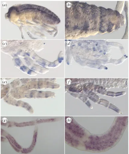 Figure 5. In situ hybridization showing ASH expression pattern. (a,b) Staining of ASH in Mesovelia mulsanti