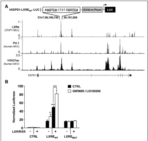 Figure 4. A liver X receptors–responsive  element (LXRE) in intron 2 of  endonu-clease–exonuclease–phosphatase  fam-ily domain containing 1 (EEPD1) drives  LXR-dependent expression