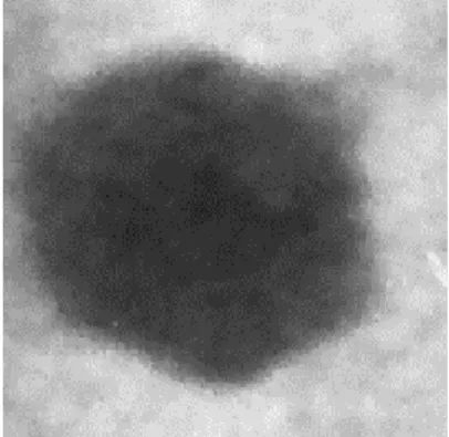 Fig. 2 Morphology of the isolated phage. Electron micrograph of phage AS1. Scale bar equals 50 nm