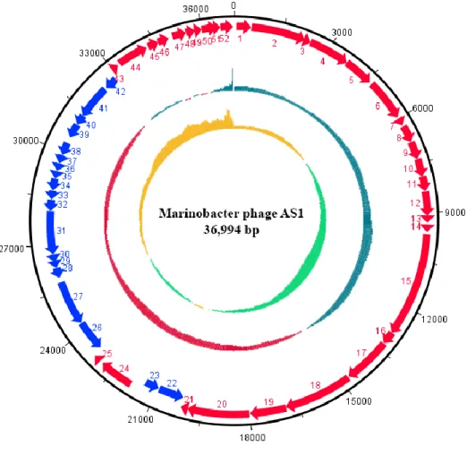 Fig.  3  Circular  representation  of  the  double  stranded  linear  genome  of  Marinobacter  phage  AS1  featuring (from outside to inside) coding DNA sequences with predicted functions in the forward strand  (red), reverse strand (neon blue), GC conten