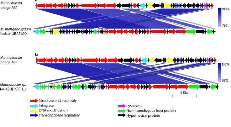 Fig. 4 Comparison of similar sequences found within the sequences of host genus. Comparison with (a)  M