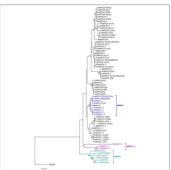 Fig. 1 Phylogenetic distribution of Triticeae and Brachypodium MPKs. PK domains of wheat (Ta), barley (Hv), rye (Sc) and triticale (Ts) MPKs were aligned with Brachypodium (Bd) MPKs, and the tree rooted with human (Hs) ERK1