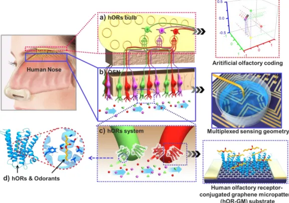 Figure 1. Schematic diagram of functional anatomy of human olfactory system and components of  bioelectronic  nose  [13]