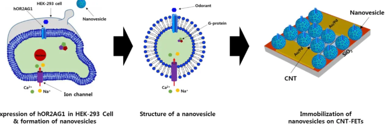 Figure 3. Schematic diagram depicting the preparation of nanovesicles containing hOR2AG1 and the  immobilizaion of nanovesicles on SWNT-FET transducers