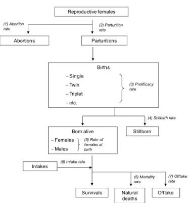 Figure 1: Example of animal life cycle used for a sex-and-age herd growth model. 