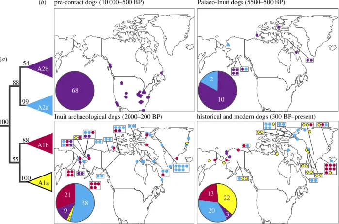 Figure 2. Phylogenetic topology and geographic distribution of haplotypes through time