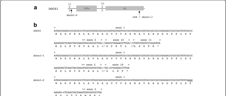 Fig. 1 Allelic variants of DOCS1 . a Schematic representation of the DOCS1 receptor with positions of the CRISPR targeted ( docs1–2 ) and docs1–1 mutations