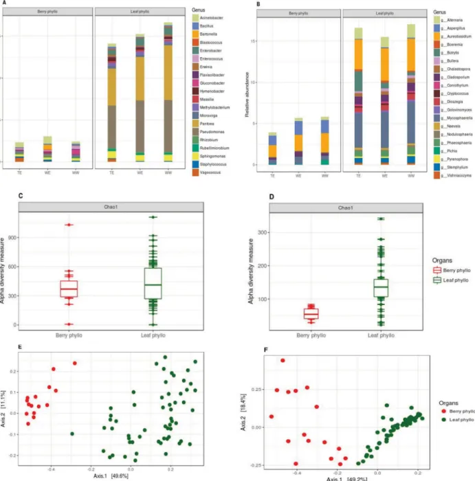 Figure 4. Relative abundances of (A) bacterial and (B) fungal genera present on leaf and berry samples, also grouped within their genetic pools (top 20 taxa, characterized to the genus level, datasets were rariﬁed to 5000 sequence reads per sample)