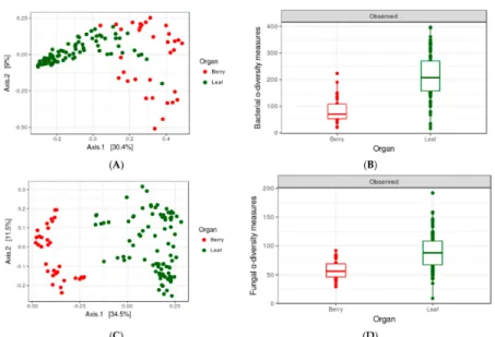Figure 3. PCoA plot representing compositional dissimilarity for (A) bacterial and (B) fungal population between leaf and berry samples (both axis covered ~40% of the variation) and Observed α-diversity measures for (C) bacteria and (D) fungi for two organ