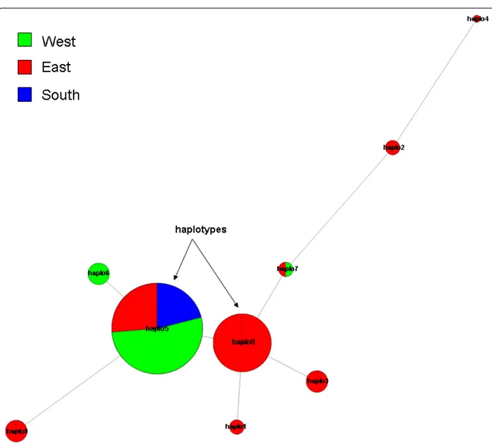 Figure 9 Example of a haplotype network. The sizes of the circles are proportional to haplotype frequency, and the lengths of the connecting lines are proportional to the number of mutational steps between haplotypes
