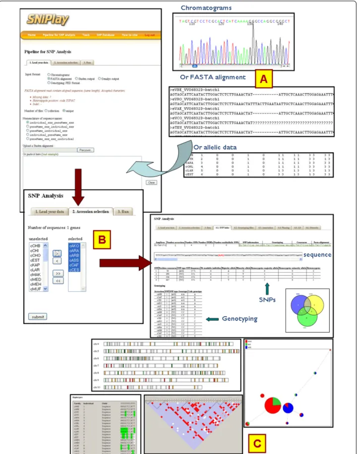 Figure 2 Overview of the pipeline process and graphical outputs. (A) Input can be in the form of electrophoregrams, FASTA multiple alignments or genotyping data