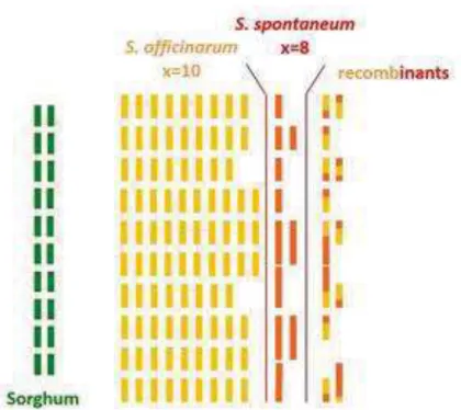 Figure I-1 : Comparaison de la structure du génome du sorgho et des génomes complexes de  deux  espèces  de  canne  à  sucre  (S