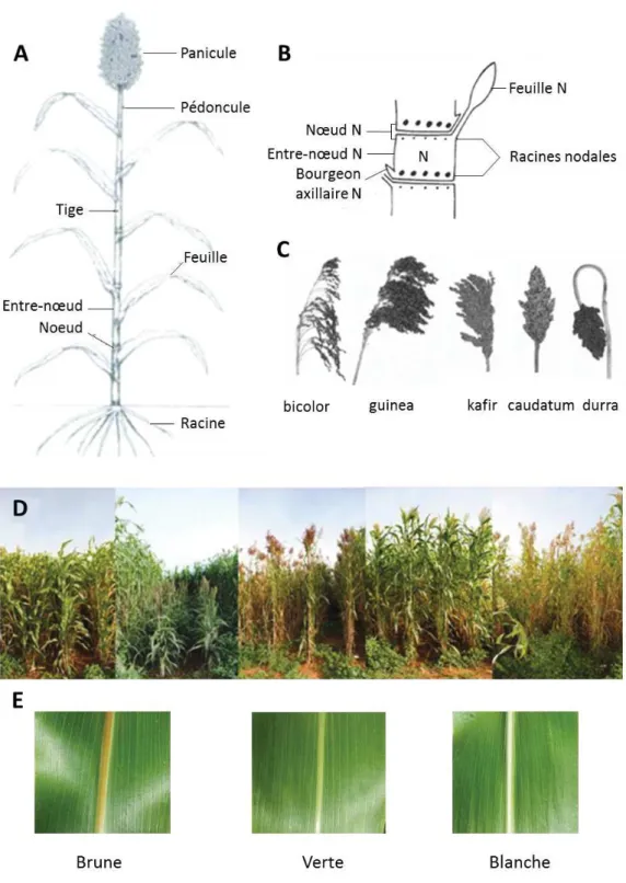 Figure I-2:  Diversité  et  description  de  l’appareil  végétatif  du  sorgho.  Représentation  de  la  morphologie  (A)  d’une  plante  de  sorgho,  (B)  d’un  phytomère  et  (C)  de  différents  types  de  panicules  représentatifs  des  5  races  de  s