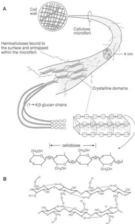 Figure  I-7  :  Structure  d’une  fibre  de  cellulose  (A)  Différents  niveaux  d’assemblage  des  polymères de glucose