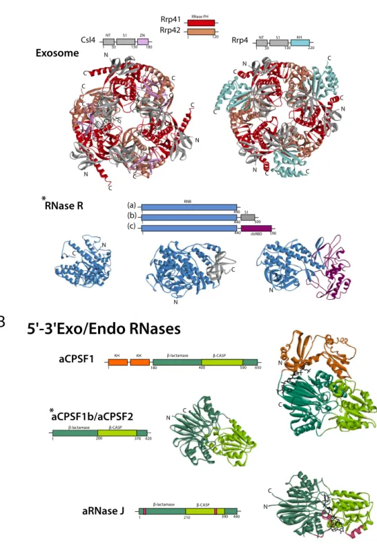 Figure 4. Domain organisation and structure of archaeal exoribonuclease and β -CASP ribonuclease families