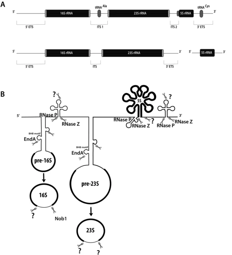 Figure 6. Processing pathways of ribosomal RNA precursors. (A) Structure of two archaeal rrn operons