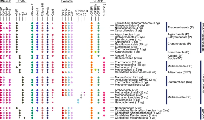 Figure 1. Taxonomic distribution of ribonuclease protein families across the archaeal phylogeny