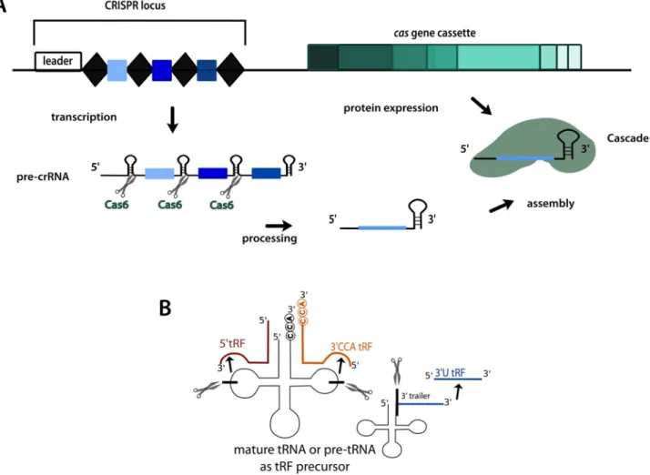 Figure 7. Processing pathways of CRISPR RNA and tRNA-derived fragment precursors. (A) crRNA maturation pathway