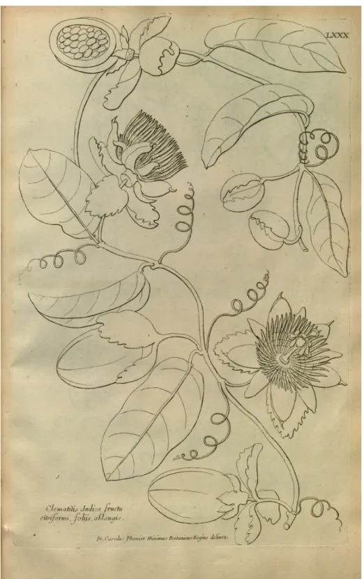 Figure 1. Illustration of Passiflora laurifolia in “Description des Plantes d'Amérique” by Plumier (1693).