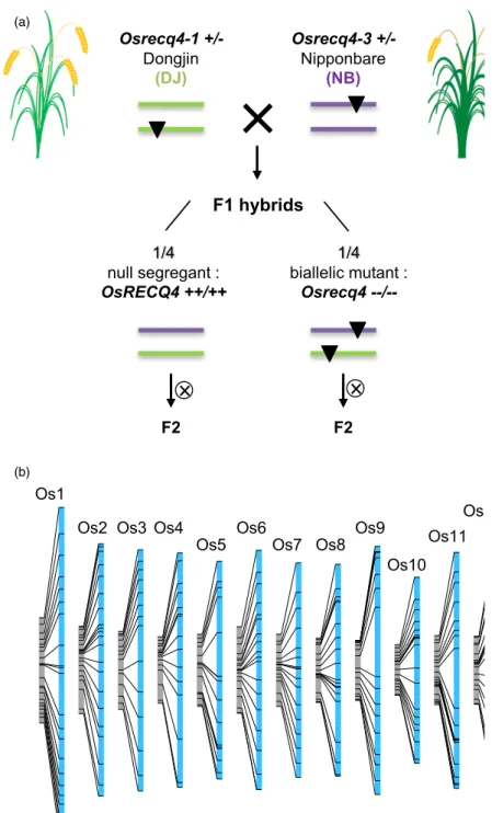 Figure 4 A large increase in recombination is associated with the recq4 mutation in rice