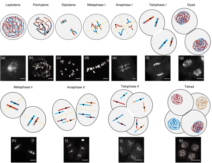 Figure 1 4 0 ,6-diamidino-2-phenylindole (DAPI)-stained chromosomes and schematic representation of pollen mother cells during male meiosis progression in wild-type rice